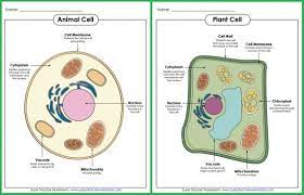 Maybe you would like to learn more about one of these? Check Out These Animal And Plant Cell Posters From Super Teacher Worksheets Our Collection Of Science Resources Animal Cell Plant And Animal Cells Cell Parts