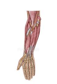 Tendons connect the knee bones to the leg muscles that move the knee. Anatomy Of Human Forearm Muscles Tendons Flexor Carpi Ulnaris Stock Photo 174718252