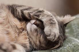 When he sleeps, it will be curled around him and every now and then it will give a twitch. Have A Sick Cat 9 Ways To Tell If Your Cat Is In Pain Catster