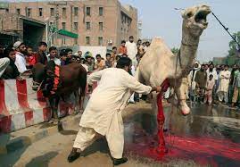 Well i think this is a proper way of slaughtering camel. Don T Kill An Animal This Eid The Vegan Muslim Initiative