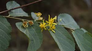 Image result for Grewia trichocarpa
