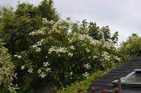 Find help and information on hydrangea seemannii climbing evergreen mexican climbing seemann's, including varieties and pruning advice. Hydrangea Seemannii Hardy Tropicals Uk