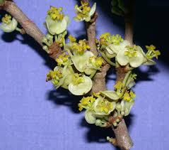 Image result for Peraceae