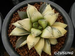 This is one of our most popular questions. Haworthia Chocolate Reverse Variegated Planting Succulents Cacti And Succulents Small Succulent Plants