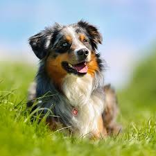 Check spelling or type a new query. Australian Shepherds Doggear Breed Guides