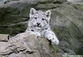 Did You Know That When It Snows My Eyes Pin On Snow Leopard Cubs