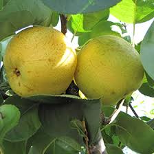Image result for Pyrus pyrifolia