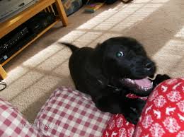 Enter your email address to receive alerts when we have new listings available for labrador puppies for sale london. 10 Reasons Labrador Retrievers Make Great Family Pets Pethelpful