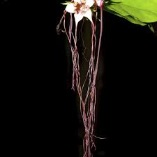 Image result for Strophanthus nicholsonii