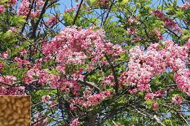 We did not find results for: Ornamental Flowering Trees Small Flowering Trees Flowering Trees Seeds Suppliers