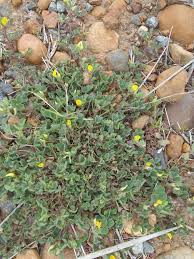Image result for Medicago laciniata