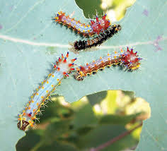Growth Biology Britannica