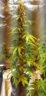 Maybe you would like to learn more about one of these? Garden Of Green Seeds 420 Magazine