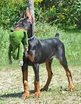 PuppyFind | Doberman Pinscher Puppies for Sale