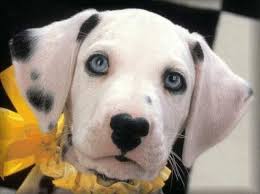 Black And White Spotted Dog With Blue Eyes Pin By Leeann Snook On Cru Ella De Vil Dalmatian Puppy Puppies Dalmation Puppy