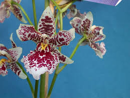 Image result for Orthochilus odontoglossus