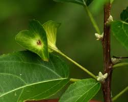 Image result for Acalypha pubiflora