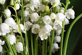 Albert and sherwood park due to recent supply chain challenges, some flower substitutions will be made. How To Grow Lily Of The Valley A Fragrant Shade Lover Gardener S Path