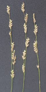 Image result for Eragrostis moggii