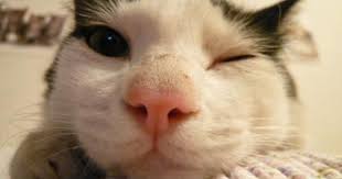 おし乃はんの猫つれづれ 猫 子猫 はん