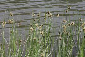 Image result for Bolboschoenus