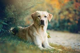 6 Labrador Colors A Complete Overview With Pictures Hepper