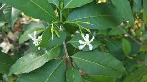 Image result for Tabernaemontana crassa