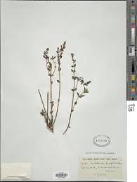 Image result for Scutellaria schweinfurthii