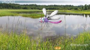 A small preventive treatment wards off serious problems. Life Cycle Of A Dragonfly Lesson For Kids Video Lesson Transcript Study Com