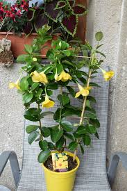 Image result for dipladenie žlutá obrázek