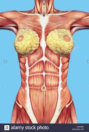 The thorax is located in the upper trunk, defined anteriorly by the sternum bone, laterally by the ribs, and later by the spine. Chest Muscle Anatomy Anatomy Drawing Diagram