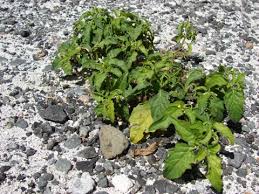 Image result for Solanum americanum