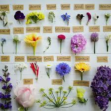We did not find results for: Cheffrancisco Na Instagramu Edible Flowers All In Bloom In My Spring Garden Not All Edible Flower List Of Edible Flowers Edible Flowers List Of Flowers