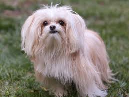 Mi Ki Breed Maltese Japanese Chin Papillon Mix Miki Dog Breeds Dog Breeds
