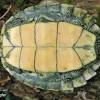 The carnivorous barbour's map turtle is a captivating and interesting turtle. 3
