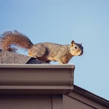 Bws performs animal damage repairs, attic & insulation reconditioning, and pest extermination for homes and businesses in columbus and surrounding areas in central ohio. Squirrel Removal And Control Illinois Squirrel Removal Abc Humane Wildlife Control And Prevention
