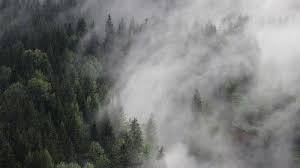 Austria 4k 5k Wallpaper 8k Forest Fog Mist Pines Horizontal Forest Wallpaper Foggy Forest What Is Fog Wallpaper trees mist mountain lake description: