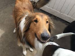 Let us take care of your pet. Long Island S First Fully Interactive Doggie Daycare Offering Franchises