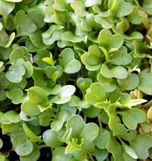 growing organic micro greens a shot of green to get you