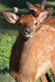 This application is for you. The Elk Of Defense Supply Center Richmond Defense Logistics Agency News Article View