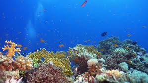 Underwater coral reef with scuba diver and turtle. Tropical Fish On Vibrant Coral Stock Footage Video 100 Royalty Free 15511441 Shutterstock