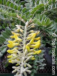 Image result for Sophora inhambanensis