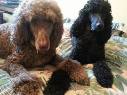 poodles do drool