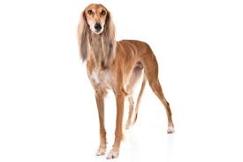 Saluki Vs Lurcher Breed Comparison Mydogbreeds