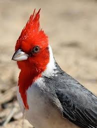 Birds With Red Crested Heads Red Crested Cardinal Wild Birds Beautiful Birds Birds