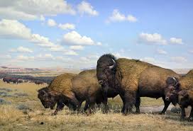 Bison At Standing Rock This 2012 Photo Released By The American Museum Of Natural History In New York Shows A Diorama At The Museum Depicting American Bis Herding Animals Yellowstone