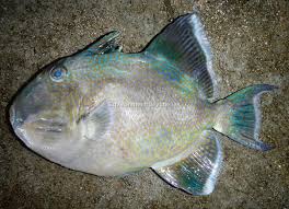 Image result for Dyschoriste multicaulis