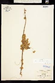 Image result for Cuscuta abyssinica