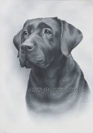 Drawing Of Dog Face Realistic Drawing Of Dog Pet Portrait Dog Dog Drawing Dog Sketch Animal Drawings Way to draw a basset hound dog.