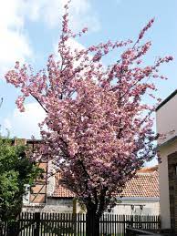 Check spelling or type a new query. Nelkenkirsche Japanische Zierkirsche